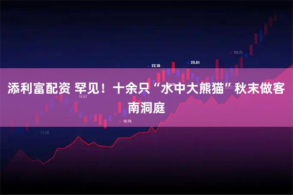 添利富配资 罕见！十余只“水中大熊猫”秋末做客南洞庭